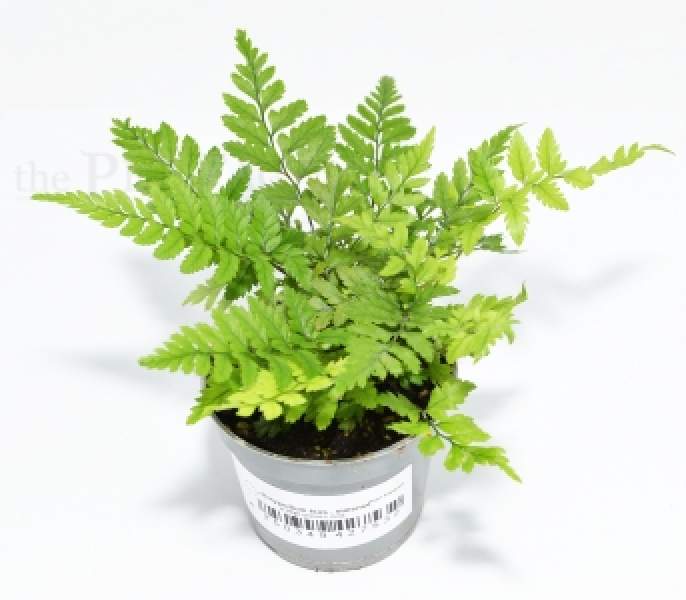 Polystichum tsus-simense